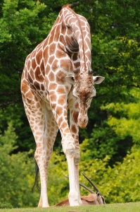 Girafa - cel mai înalt animal