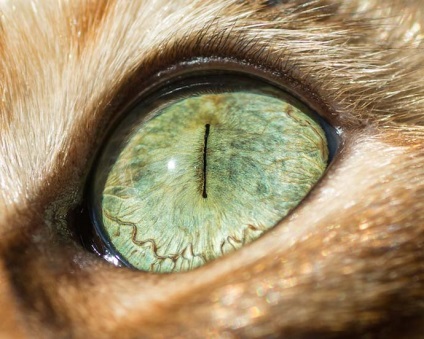 Macul de magnetism ochi de pisica aproape