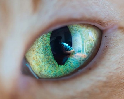 Macul de magnetism ochi de pisica aproape