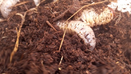 Beetle cerb fotografie, conținut și hrană la domiciliu și natură