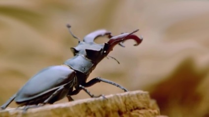 Beetle cerb fotografie, conținut și hrană la domiciliu și natură