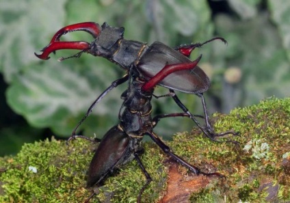 Beetle-corn - specie, structură, stil de viață