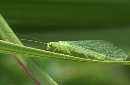 Zlatoplazka va salva de la afide - protecția grădinii