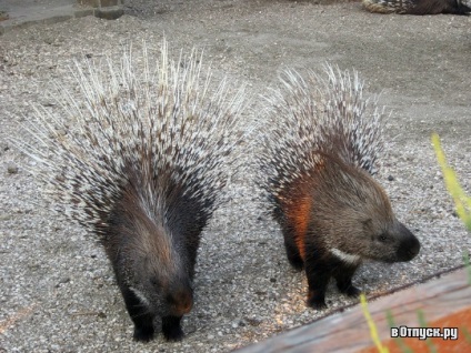 Zoo safari descriere și fotografie