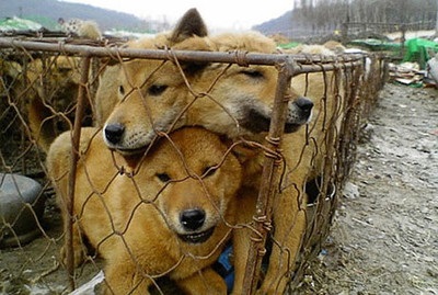 Az állatvédő aktivisták ébresztési egy farmon közel Bratszki nevelt kutya eladó a hús - Február 2