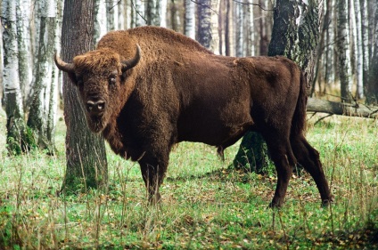 Bison sau bizon (bison bonasus) - lumea cunoașterii