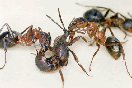 Zverushka - gândac de bug-uri