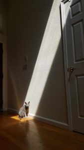 10 Pisici cărora le place să se așeze la soare mai mult decât orice altceva
