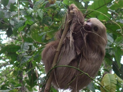 17 Amazing Tények félék