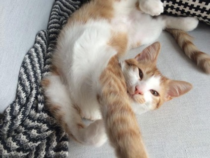 25 de pisici amuzante care sunt în mod clar suprasolicitate cu catnip, umkra