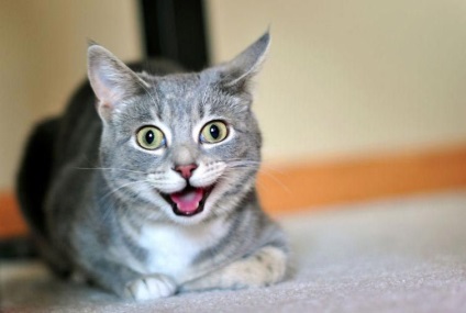 25 de pisici amuzante, care sunt în mod clar depășite cu catnip, umkra