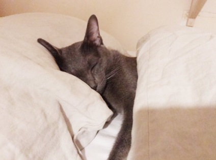 4 picioare pe perna de Internet atins de pisicile care dorm ca oamenii (foto)