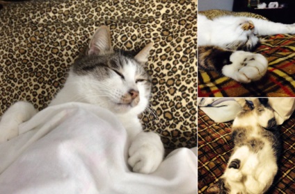4 picioare pe perna de Internet atins de pisicile care dorm ca oamenii (foto)