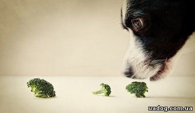 4 egyszerű módja, hogy tanítani a kutyát, hogy egyenek zöldséget