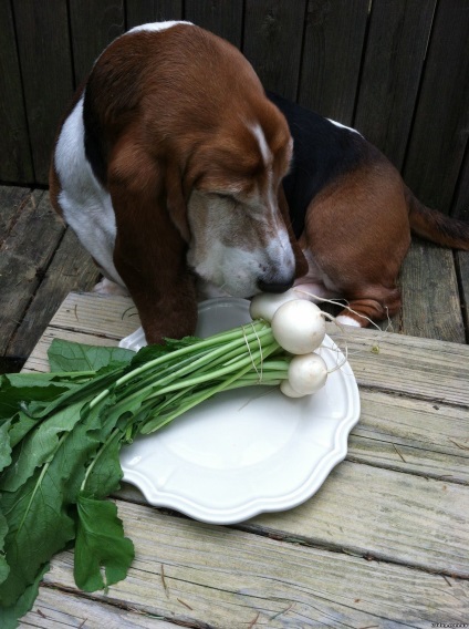 4 egyszerű módja, hogy tanítani a kutyát, hogy egyenek zöldséget