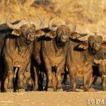 Afrikai bivaly mérjük sokat, otthoni és függetlenül attól, háztartási