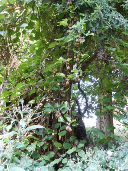 Actinidia este decorativă în designul peisajului, îngrijire, cultivare și reproducere, mai degrabă decât să se hrănească