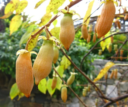 Actinidia dekoratív kerttervezés, ellátás, termesztés és tenyésztés, mint a takarmány