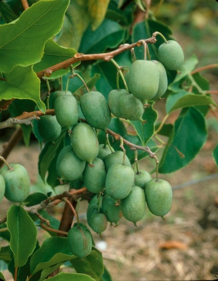 Actinidia este decorativă în designul peisajului, îngrijire, cultivare și reproducere, mai degrabă decât să se hrănească