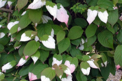 Actinidia colomicta - plantarea și alăptarea, condițiile de cultivare a colomitului actinidian în grădină, în lume