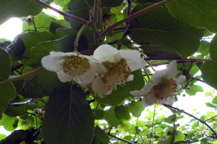 Actinidia kolomikta - ültetés és gondozás, termesztési adottságokhoz Actinidia kolomikta a kertben, a béke