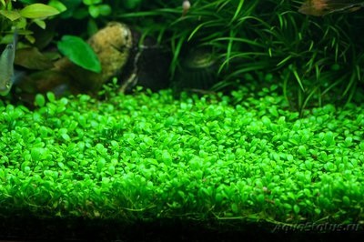 Aquarium plant glossostigma - forum pentru acvarii