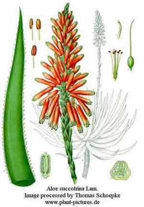 Aloe vera copac, secol, proprietăți medicinale, descriere, utilizare, contraindicații, rețete