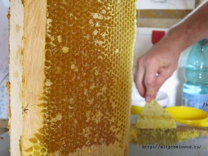 Alicei apicultor - miere în faguri de miere