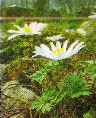 Anemona sau o anemonă - grădinile din Siberia