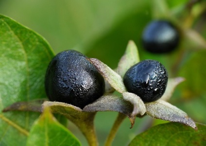 APK - Vitus - Belladonna comună