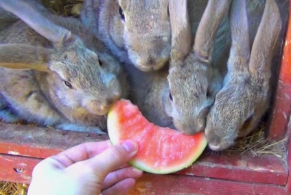 Pepeni verzi sunt un tratament util pentru iepuri, iepuri