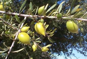 Balsam de buze de argan, vivasan (Togliatti)