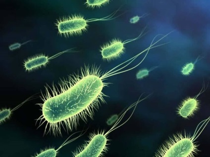 Bacteriile, structura și funcțiile lor vitale, medicina naturală și sănătatea umană