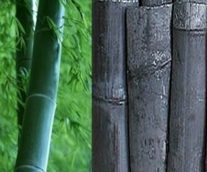 Carbune de bambus - proprietăți utile și aplicații, cele mai bune din Thailanda!