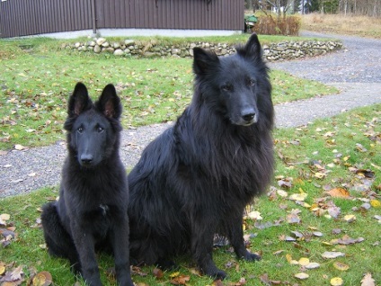 Belgian Grünandal