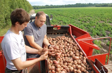 Plan de afaceri pentru cultivarea cartofilor - instrucțiuni pas cu pas