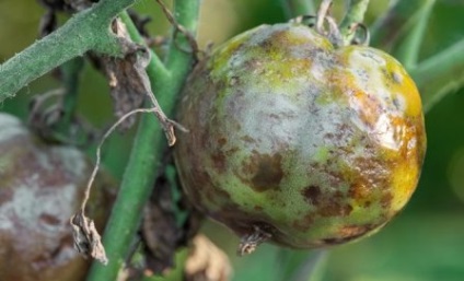 Boli ale tomatelor din seră tratamentul și prevenirea lor