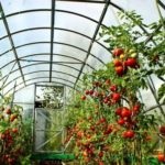 Boli ale tomatelor din seră tratamentul și prevenirea lor