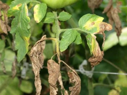 Boli ale tomatelor din seră tratamentul și prevenirea lor