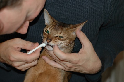 Boli ale dinților la câini și pisici - veterinari de blog - belant