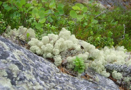 Botanikus Kert a sarkkör, AIC - Vitus - Hírek