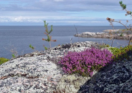 Grădina Botanică din Cercul Arctic, apk - vitus - știri