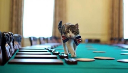 Pisica britanică Larry demisionează - este tocmai vina lenei - în lumea de la