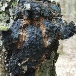 Chaga descriere ciuperci, proprietăți utile, contraindicații, fotografie