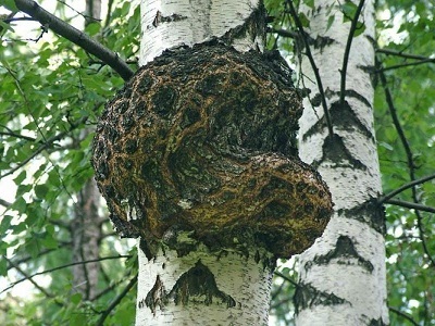 Chaga proprietăți și aplicații utile, fotografie