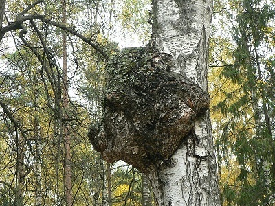 Chaga hasznos tulajdonságai és alkalmazásai, fotók