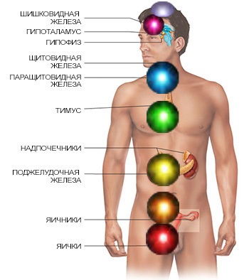 Chakrele și sistemul endocrin