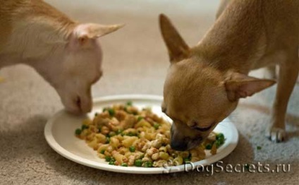 Ce și cum să hrăniți hrana Chihuahua pentru câini și câini adulți decât să hrăniți videoclipul Chihuahua