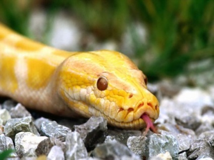 Ce compensează pentru șerpi evoluția slabă a vederii și auzului 1