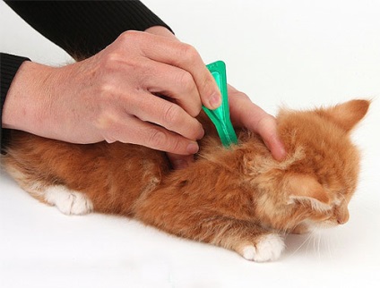 Cum sa tratezi pisicile din purici - remedii populare pentru purici de la pisici